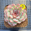 Echeveria 'Cherry Blossom' 2" Succulent Plant Cutting