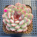 Echeveria 'Cherry Blossom' 2" Succulent Plant Cutting