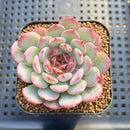 Echeveria 'Cherry Blossom' 2" Succulent Plant Cutting