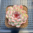 Echeveria 'Cherry Blossom' 2" Succulent Plant Cutting