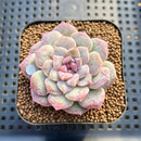 Echeveria 'Rose Blossom' Mutated 2"-3" Succulent Plant Cutting