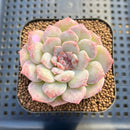 Echeveria 'Rose Blossom' Mutated 2"-3" Succulent Plant Cutting