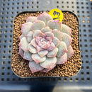 Echeveria 'Rose Blossom' Mutated 2"-3" Succulent Plant Cutting