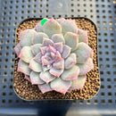 Echeveria 'Rose Blossom' Mutated 2"-3" Succulent Plant Cutting