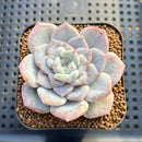 Echeveria 'Sugarling' Mutated 2" Succulent Plant Cutting