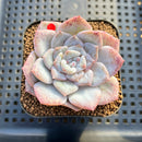 Echeveria 'Sugarling' Mutated 2" Succulent Plant Cutting