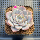 Echeveria 'Sugarling' Mutated 2" Succulent Plant Cutting