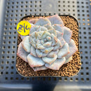 Echeveria 'Sugarling' Mutated 2" Succulent Plant Cutting