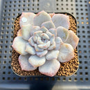 Echeveria 'Sugarling' Mutated 2" Succulent Plant Cutting