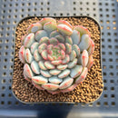 Echeveria 'Gold Work' 2" New Hybrid Succulent Plant Cutting