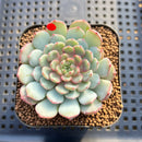 Echeveria 'Gold Work' 2" New Hybrid Succulent Plant Cutting