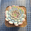 Echeveria 'Gold Work' 2" New Hybrid Succulent Plant Cutting
