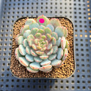 Echeveria 'Gold Work' 2" New Hybrid Succulent Plant Cutting