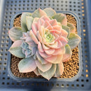 Echeveria 'Anna' Variegated 3" Succulent Plant Cutting