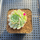 Echeveria 'Ravi Rose' ('Globulosa' Hybrid) 2" New Hybrid Succulent Plant Cutting