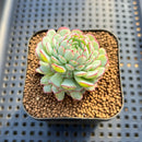 Echeveria 'Ravi Rose' ('Globulosa' Hybrid) 2" New Hybrid Succulent Plant Cutting