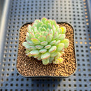 Echeveria 'Ravi Rose' ('Globulosa' Hybrid) 2" New Hybrid Succulent Plant Cutting