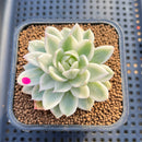 Echeveria 'Navillera' Variegated 2" Succulent Plant Cutting