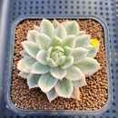 Echeveria 'Navillera' Variegated 2" Succulent Plant Cutting