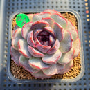 Echeveria 'Purple Oranda' 2"-3" Succulent Plant Cutting