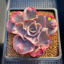 Echeveria 'Heart Throb' Highly Carunculated 2"-3" Succulent Plant Cutting