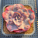 Echeveria 'Heart Throb' Highly Carunculated 2"-3" Succulent Plant Cutting