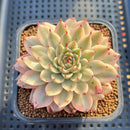 Graptoveria 'Silver Star' Variegated 3" Succulent Plant