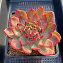 Echeveria 'Sunrise' Variegated 4" Succulent Plant Cutting