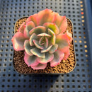 Echeveria 'Secunda' Variegated 2" Succulent Plant Cutting