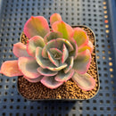 Echeveria 'Secunda' Variegated 2" Succulent Plant Cutting