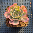 Echeveria 'Secunda' Variegated 2" Succulent Plant Cutting
