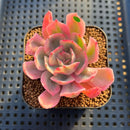 Echeveria 'Secunda' Variegated 2" Succulent Plant Cutting