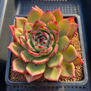 Echeveria 'Star Boss' Lightly Variegated 3" Succulent Plant Cutting