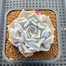 Echeveria 'Thriller Pearl' 2" Succulent Plant Cutting