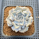 Echeveria 'Thriller Pearl' 2" Succulent Plant Cutting