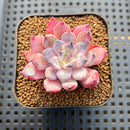Echeveria 'Geronimo' 1'-2" Succulent Plant Cutting