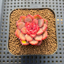 Echeveria 'Chrome Heart' 1"-2" New Hybrid Succulent Plant Cutting