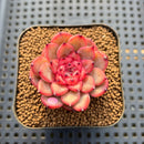 Echeveria 'Chrome Heart' 1"-2" New Hybrid Succulent Plant Cutting