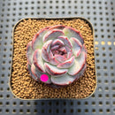 Echeveria 'Purple Oranda' 2" Succulent Plant Cutting