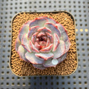 Echeveria 'Purple Oranda' 2" Succulent Plant Cutting