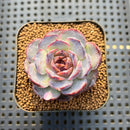 Echeveria 'Purple Oranda' 2" Succulent Plant Cutting