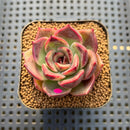 Echeveria 'Espero' 2" New Hybrid Succulent Plant Cutting