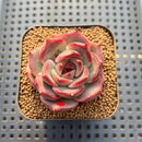 Echeveria 'Espero' 2" New Hybrid Succulent Plant Cutting