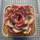 Echeveria 'Espero' 2" New Hybrid Succulent Plant Cutting