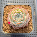 Echeveria 'Pure Love' 2" Succulent Plant Cutting