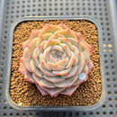 Echeveria 'Pure Love' 2" Succulent Plant Cutting