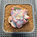Echeveria 'Heart Song' New Hybrid 1"-2" Succulent Plant Cutting