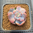 Echeveria 'Heart Song' New Hybrid 1"-2" Succulent Plant Cutting