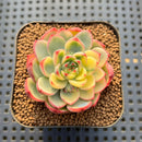 Echeveria 'Gold Castle' Variegated 2" Succulent Plant Cutting