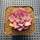 Echeveria 'Raphael' 2" Succulent Plant Cutting